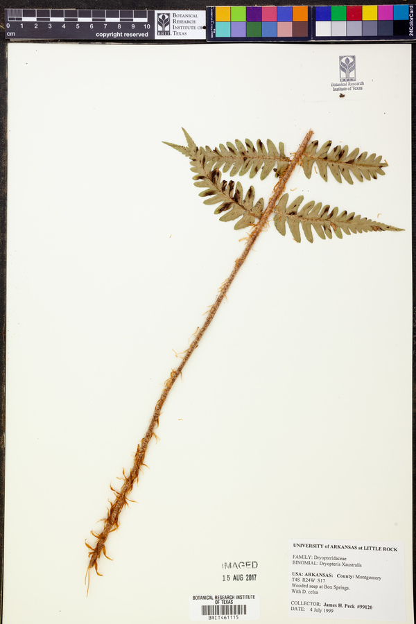 Dryopteris x australis image