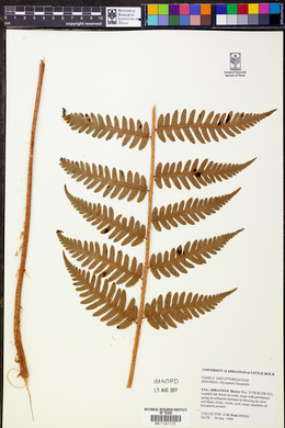 Dryopteris x australis image