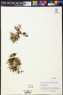 Selaginella rupestris image