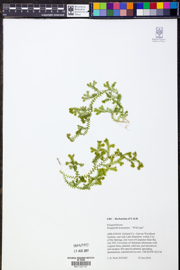 Selaginella kraussiana image