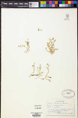 Selaginella apoda image