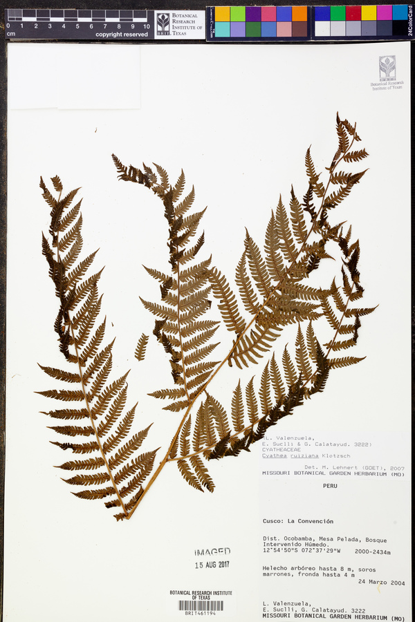 Cyathea ruiziana image