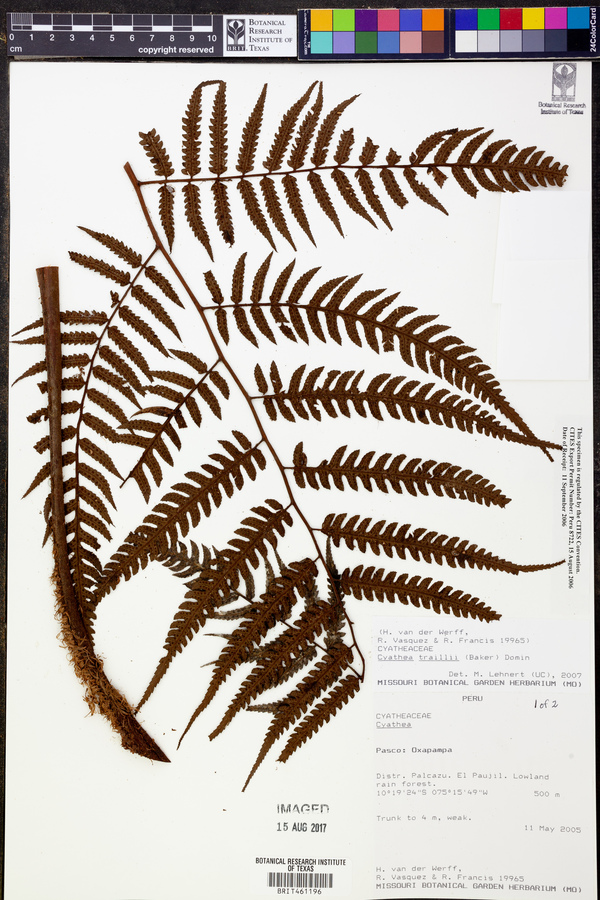 Cyathea traillii image