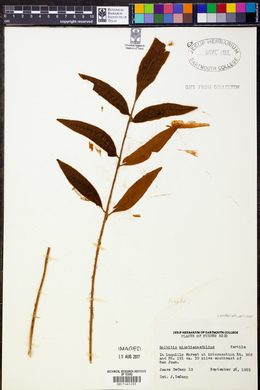 Bolbitis nicotianifolia image