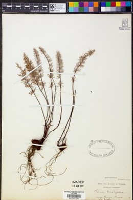Pellaea brachyptera image