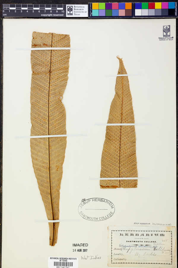 Polypodium nitidum image