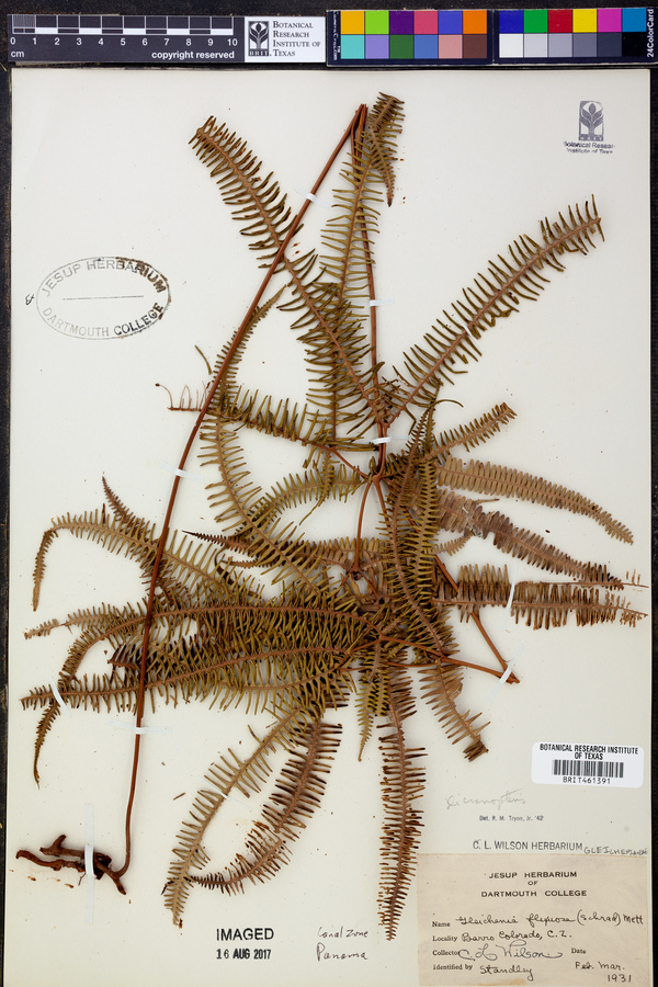 Gleichenia flexuosa image