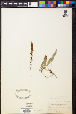 Austroblechnum membranaceum image
