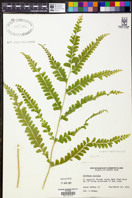 Lindsaea quadrangularis subsp. antillensis image