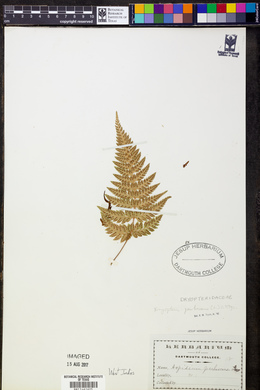Dryopteris pubescens image