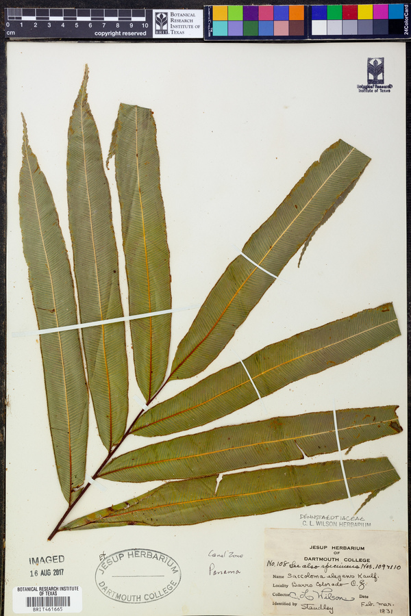 Saccolomataceae image