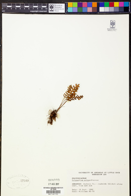 Polypodium polypodioides image