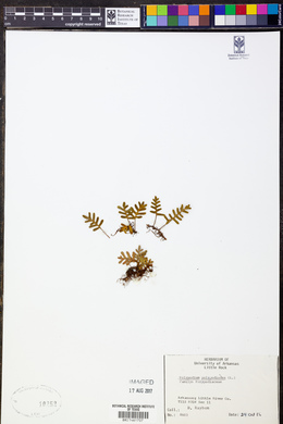 Polypodium polypodioides image