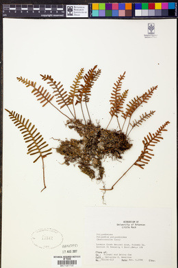 Polypodium polypodioides image