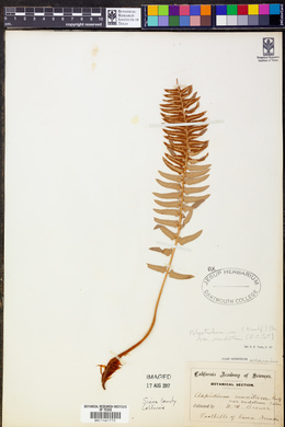 Polystichum munitum subsp. nudatum image