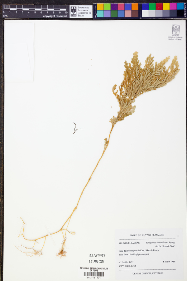 Selaginella conduplicata image