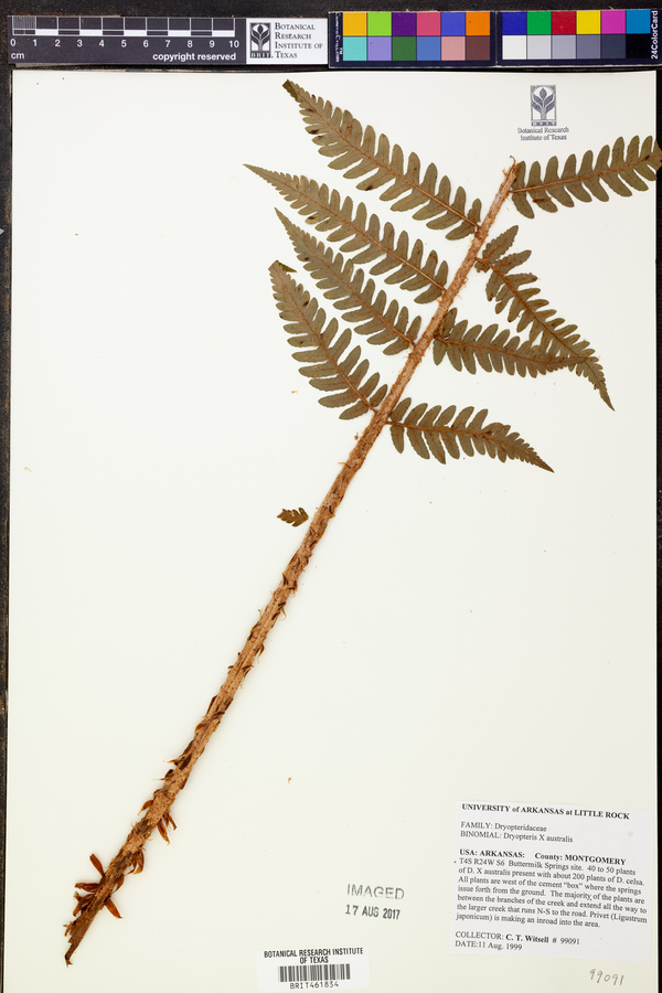 Dryopteris x australis image