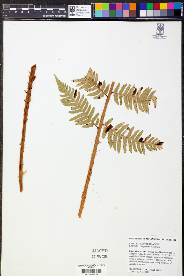 Dryopteris x australis image