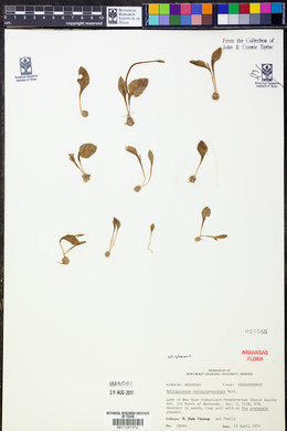 Ophioglossum crotalophoroides image