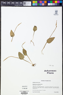 Ophioglossum petiolatum image