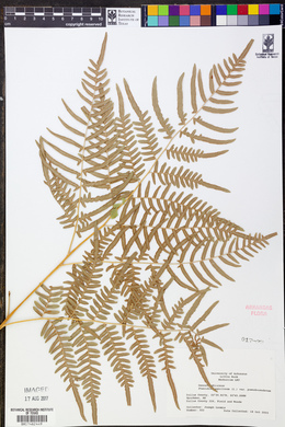 Pteridium latiusculum var. pseudocaudatum image