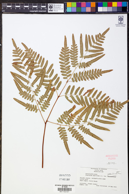 Pteridium aquilinum subsp. pseudocaudatum image