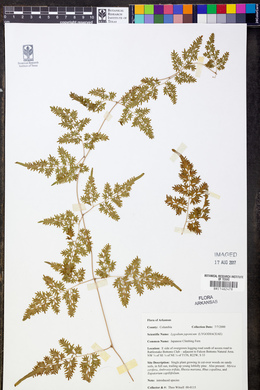 Lygodium japonicum image