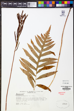 Lorinseria areolata image