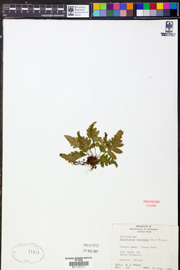 Lorinseria areolata image