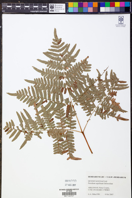 Pteridium aquilinum var. latiusculum image