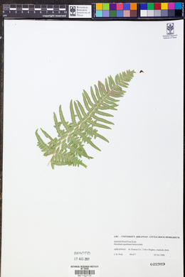 Pteridium latiusculum subsp. latiusculum image