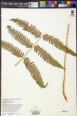 Dryopteris celsa image