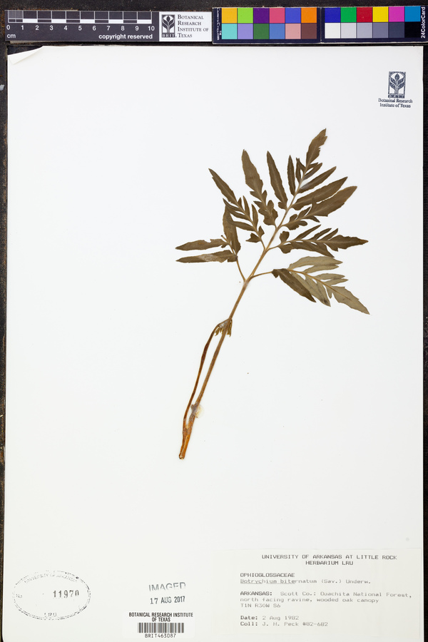 Sceptridium biternatum image