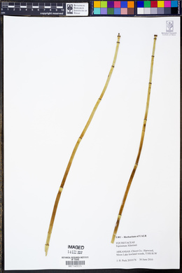 Equisetum × ferrissii image