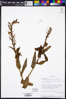 Habenaria monorrhiza image