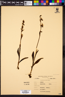 Ophrys muscifera image