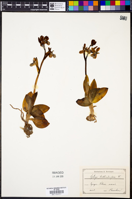 Ophrys tenthredinifera image