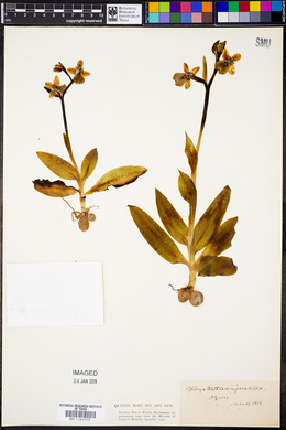 Ophrys tenthredinifera image