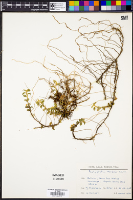 Image of Pachyphyllum herzogii