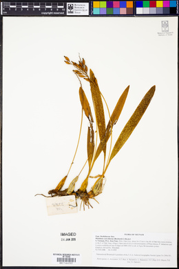 Pholidota convallariae image
