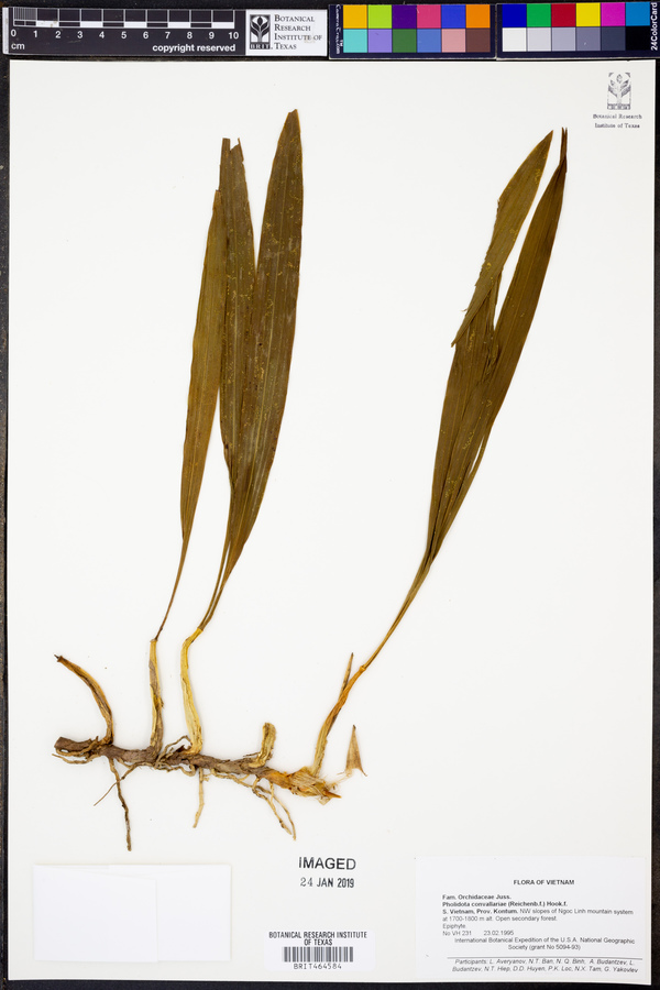 Pholidota convallariae image