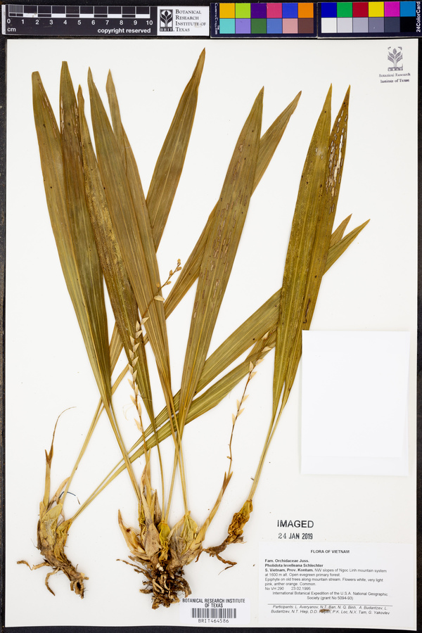 Pholidota leveilleana image