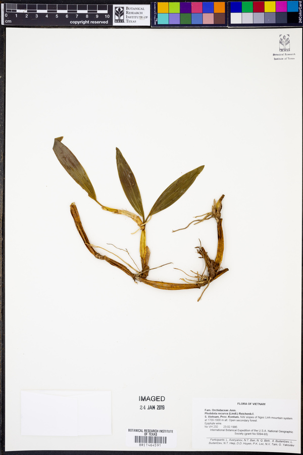 Pholidota recurva image
