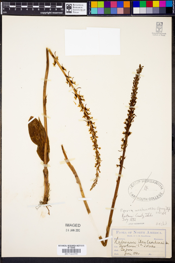 Piperia unalascensis image