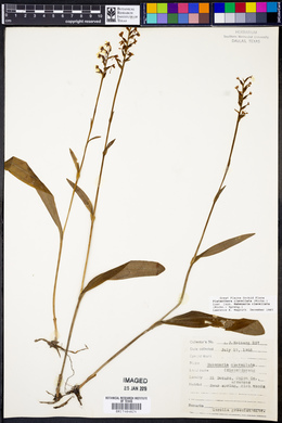 Platanthera clavellata image