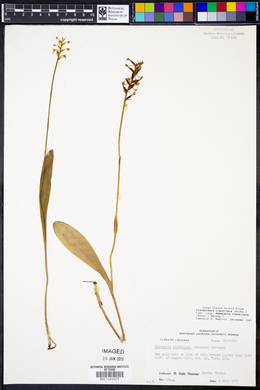 Platanthera clavellata image