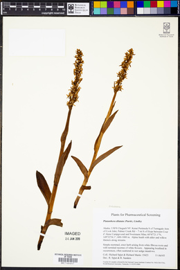 Platanthera dilatata image