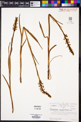 Platanthera dilatata image