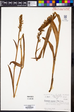 Platanthera dilatata image