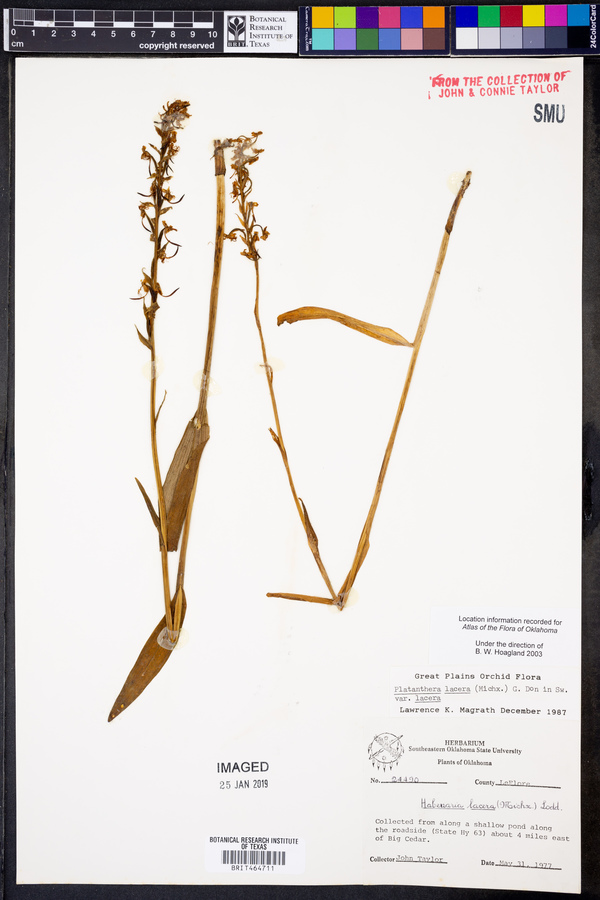 Platanthera lacera var. lacera image